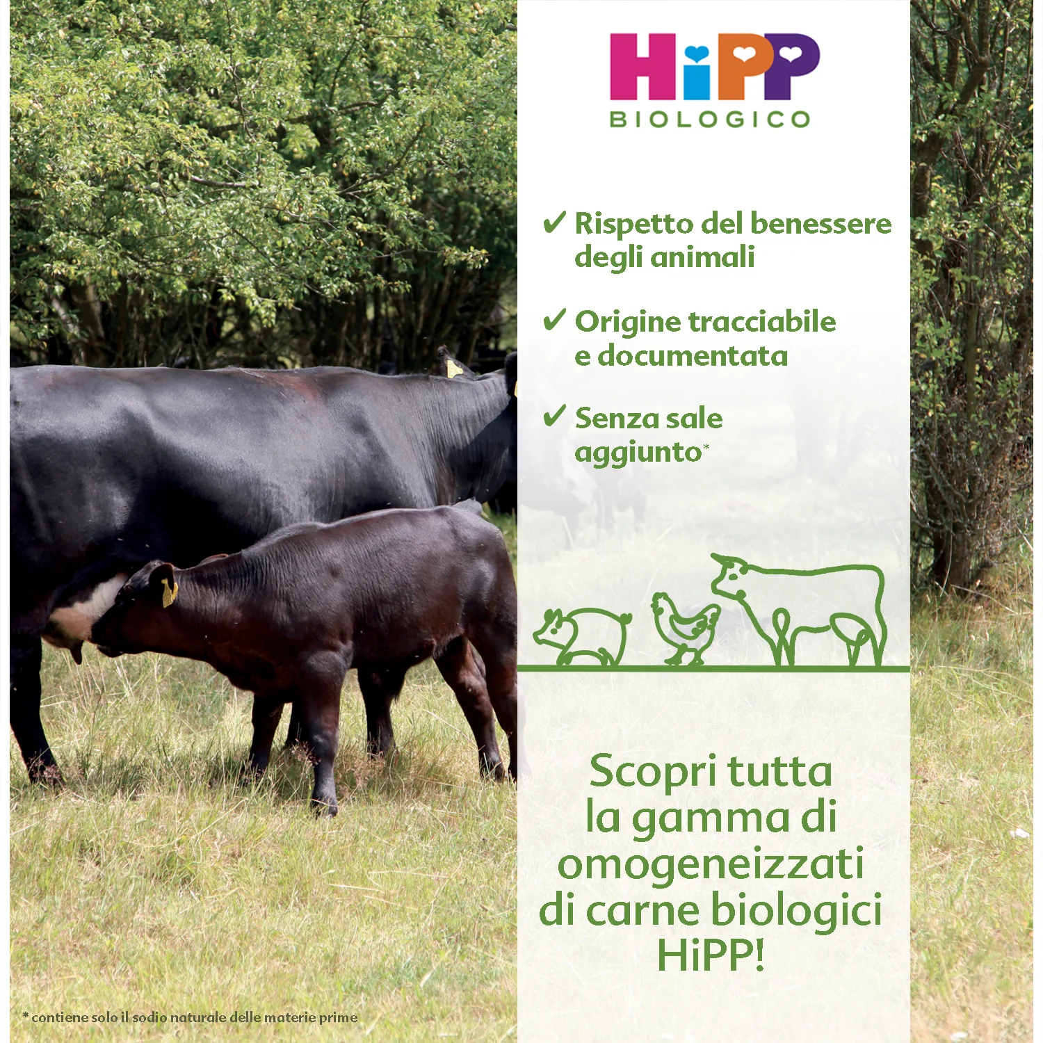 Hipp - Omogeneizzato Pollo: Confezione Multipack 4x80 gr - Image 2