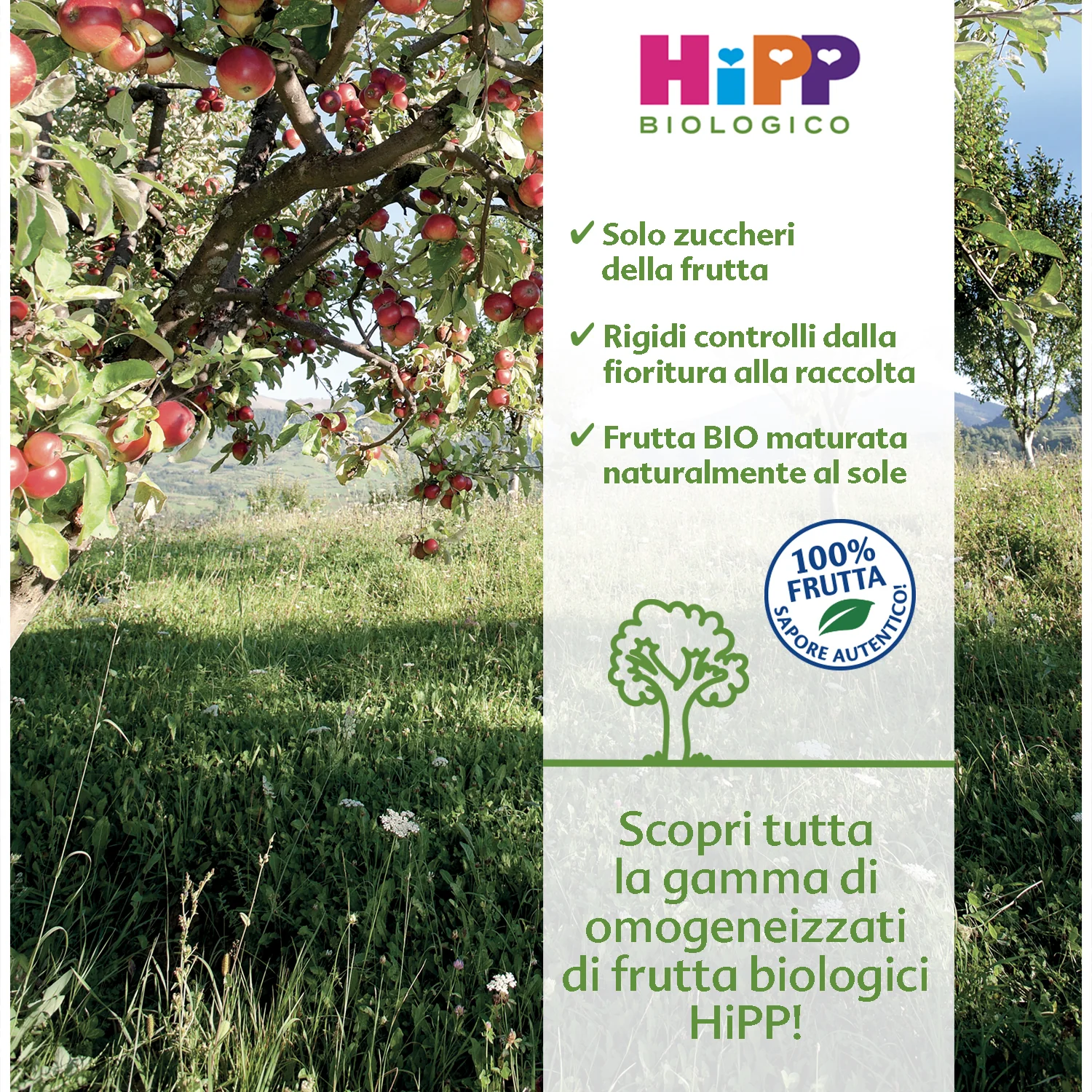 Hipp - Omogeneizzato Tesori Di Frutta Mela E Mirtillo: Confezione 160 gr - Image 2