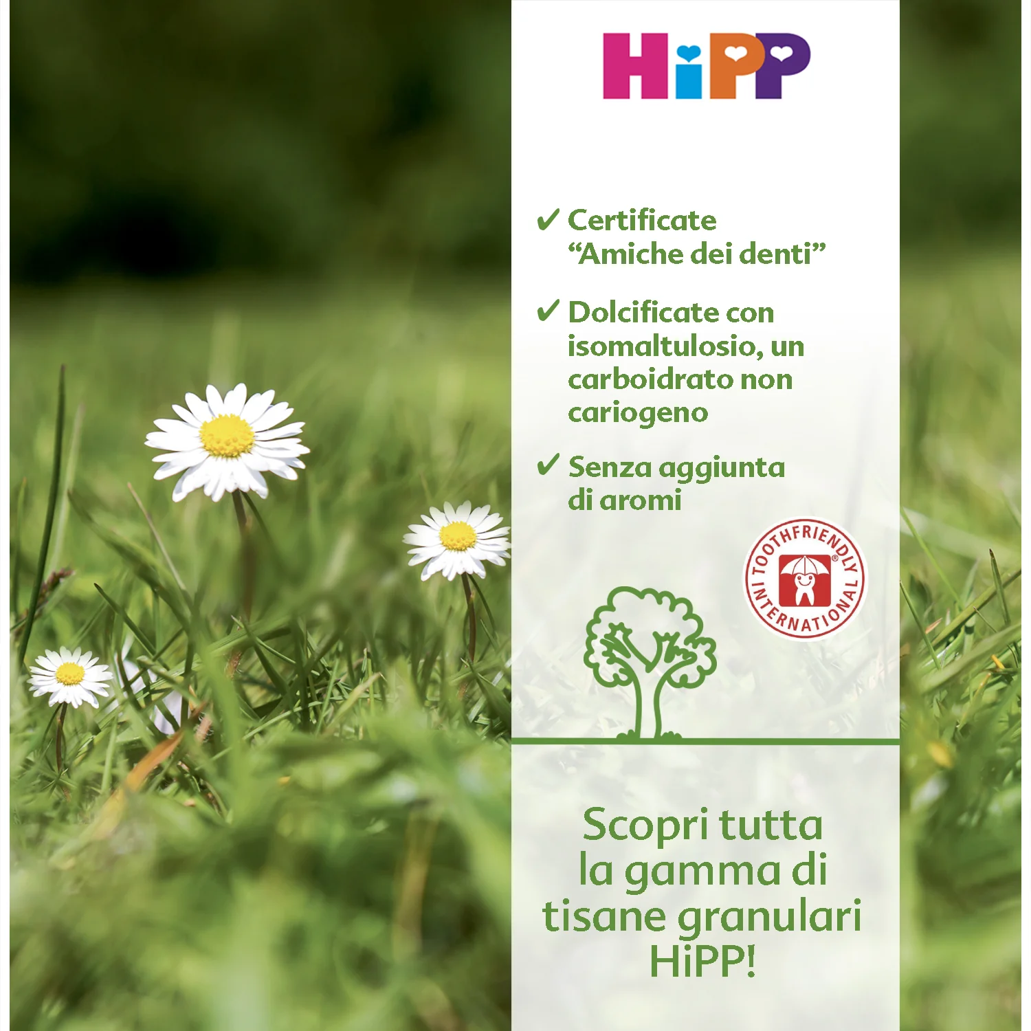Hipp - Tisana Finocchio: Confezione 200 gr - Image 2